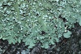 Flavopunctelia soredica image