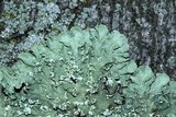 Flavopunctelia soredica image