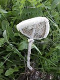 Leucoagaricus purpureolilacinus image