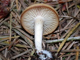 Clitocybe fragrans image