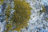 Candelariella vitellina image