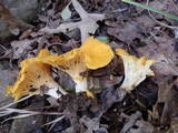 Cantharellus persicinus image