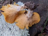 Cantharellus persicinus image