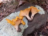 Cantharellus persicinus image
