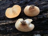 Crepidotus crocophyllus image