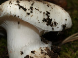 Hygrophorus subalpinus image