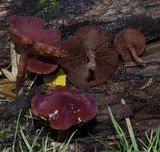 Tubaria vinicolor image