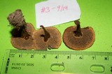 Coltricia cinnamomea image