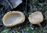 Tarzetta cupularis image