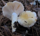 Hygrophorus flavodiscus image