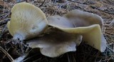 Ampulloclitocybe clavipes image