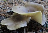 Ampulloclitocybe clavipes image