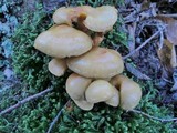 Pholiota alnicola image