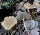 Hypholoma capnoides image