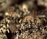 Cribraria cancellata var. cancellata image