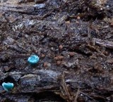 Cribraria cancellata var. cancellata image