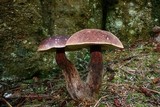 Boletellus mirabilis image