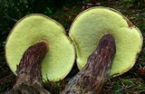 Boletellus mirabilis image