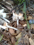 Hygrocybe calyptriformis var. calyptriformis image