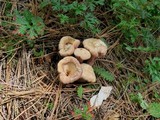 Clavariadelphus truncatus image