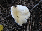 Russula crassotunicata image