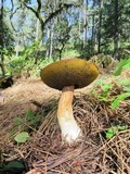 Boletus rubriceps image