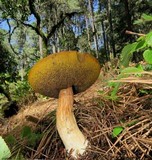 Boletus rubriceps image