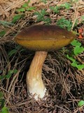 Boletus rubriceps image