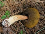 Boletus rubriceps image