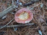 Russula vinosa image