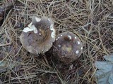 Russula smithii image