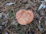 Lactarius vinaceorufescens image