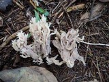 Clavulina coralloides image