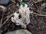 Clavulina coralloides image
