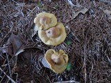Cortinarius sect. Dermocybe image