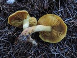 Cortinarius sect. Dermocybe image