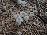 Mycena capillaripes image