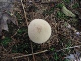 Lycoperdon americanum image