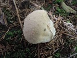 Lycoperdon americanum image