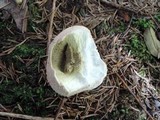 Lycoperdon americanum image
