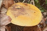 Cortinarius meinhardii image