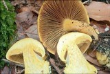Cortinarius meinhardii image