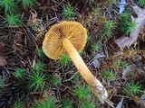 Cortinarius cinnamomeus image