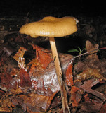 Xerula furfuracea image