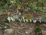 Clavulina rugosa image