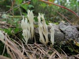 Clavulina rugosa image