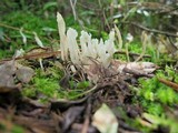 Clavulina rugosa image