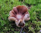 Lactarius rufus image