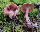 Lactarius rufus image