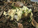Clavulina rugosa image